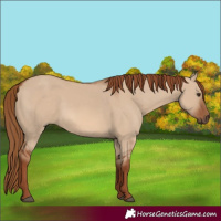 Horse Color:Red Dun 