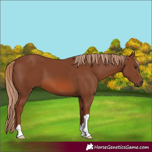 Horse Color:Chestnut 