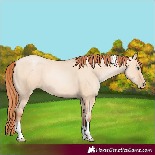Horse Color:Sable Champagne Pearl Dun Sabino Tobiano