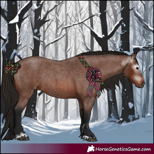 Horse Color:Gray Bay Roan Sabino Rabicano and Gray Bay Roan Sabino Appaloosa Rabicano