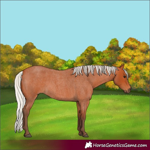 Horse Color:Silver Bay Roan