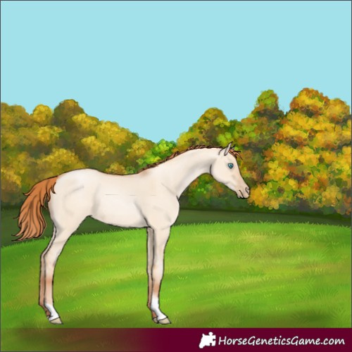 Horse Color:Sable Champagne Pearl Dun Sabino Tobiano 
