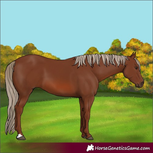 Horse Color:Chestnut 