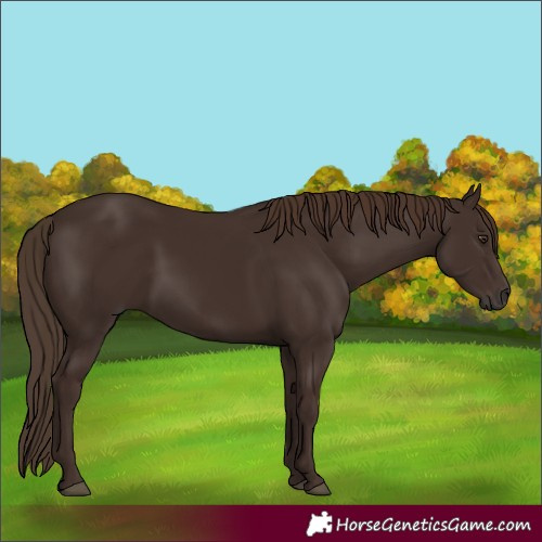 Horse Color:Liver Chestnut 