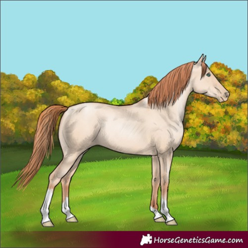 Horse Color:Classic Champagne Pearl Dun Sabino Tobiano 