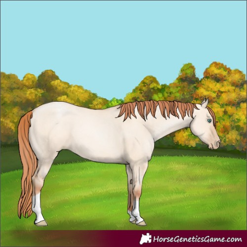 Horse Color:Classic Champagne Pearl Dun Sabino Tobiano 
