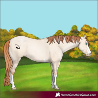 Horse Color:Sable Champagne Pearl Dun Sabino Tobiano