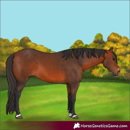 Horse Color:Bay 