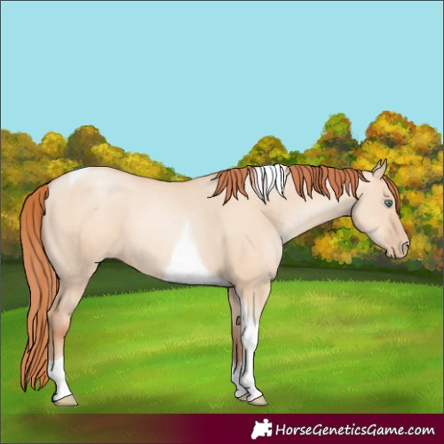 Horse Color:Classic Champagne Pearl Dun Sabino Tobiano