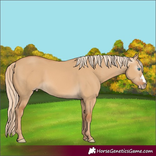 Horse Color:Gray Cremello Dun 