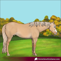 Horse Color:Gray Cremello Dun 