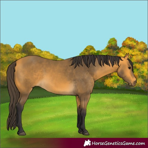Horse Color:Buckskin 