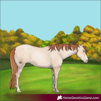 Horse Color:Sable Champagne Pearl Dun Sabino Tobiano 