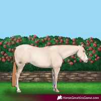 Horse Color:Sable Champagne Pearl Dun Sabino Tobiano 