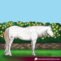 Horse Color:Amber Champagne Dun Sabino Tobiano Appaloosa  and Amber Champagne Dun Sabino Tobiano Appaloosa 