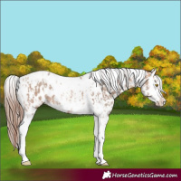Horse Color:Amber Champagne Sabino Tobiano Near Leopard  and Amber Champagne Sabino Splash Tobiano Near Leopard 