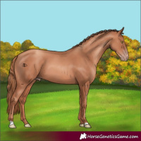 Horse Color:Gold Champagne 