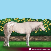 Horse Color:Amber Champagne Sabino Tobiano Appaloosa  and Amber Champagne Sabino Tobiano Appaloosa 