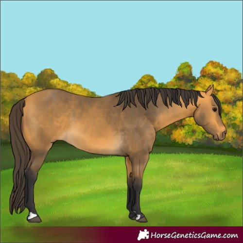 Horse Color:Buckskin 