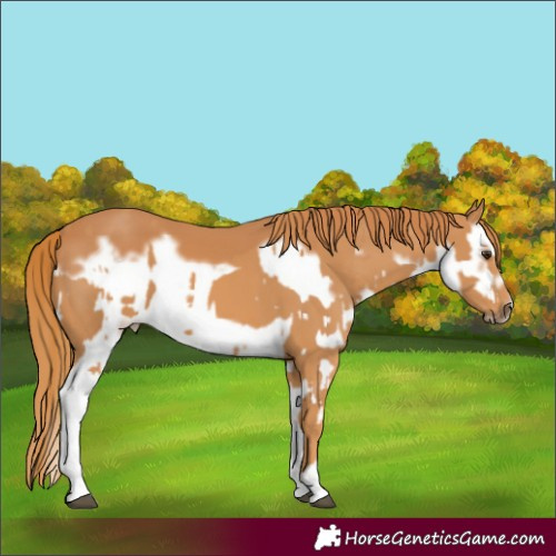 Horse Color:Chestnut Splash Frame  and Chestnut Splash Frame 