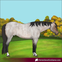 Horse Color:Brown Roan Dun 