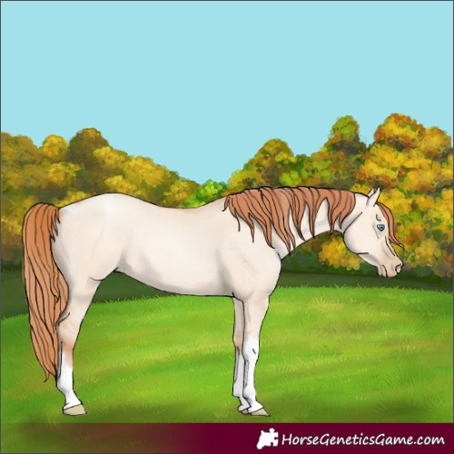 Horse Color:Sable Champagne Pearl Dun Sabino Tobiano 