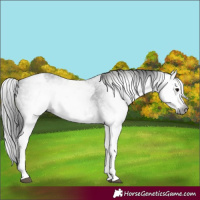 Horse Color:Gray White Spotted Black  and Gray White Spotted Black Frame 