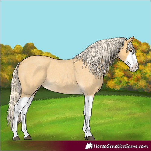 Horse Color:Palomino Roan Splash