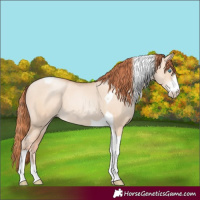 Horse Color:Sable Champagne Pearl Dun Sabino Tobiano