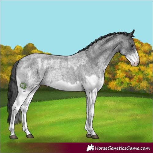 Horse Color:White Spotted Blue Roan Rabicano and White Spotted Blue Roan Rabicano