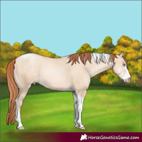 Horse Color:Sable Champagne Pearl Dun Sabino Tobiano 