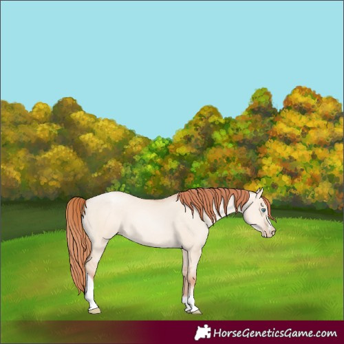 Horse Color:Sable Champagne Pearl Dun Sabino Tobiano 