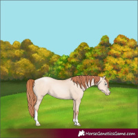 Horse Color:Sable Champagne Pearl Dun Sabino Tobiano