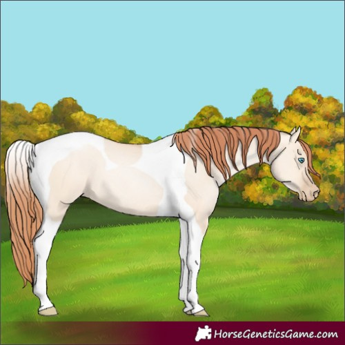 Horse Color:Sable Champagne Pearl Dun Sabino Tobiano