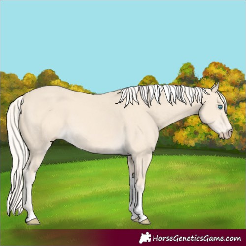 Horse Color:Cremello Tobiano