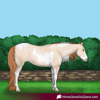 Horse Color:Classic Champagne Pearl Dun Sabino Tobiano 