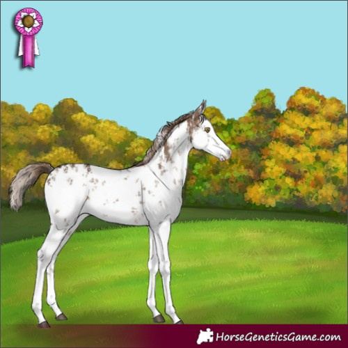 Horse Color:White Spotted Liver Red Dun Sabino 