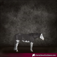 Horse Color:Smoky Black  and Smoky Black Splash 