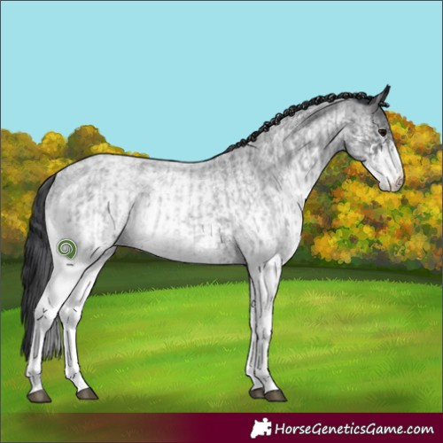 Horse Color:White Spotted Blue Roan Rabicano  and White Spotted Blue Roan Rabicano 