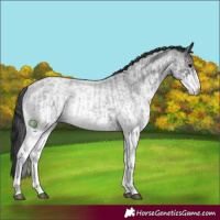 Horse Color:White Spotted Blue Roan Rabicano  and White Spotted Blue Roan Rabicano 