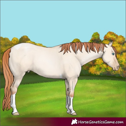 Horse Color:Sable Champagne Pearl Dun Sabino Tobiano 