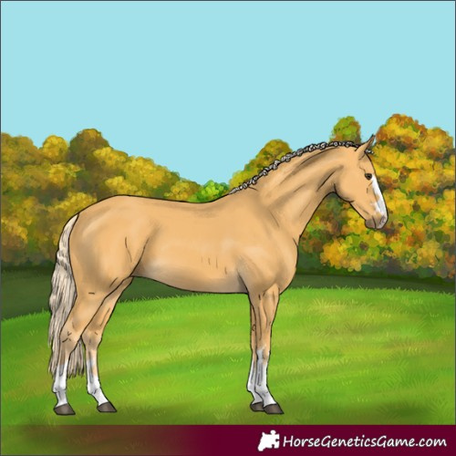 Horse Color:Palomino 