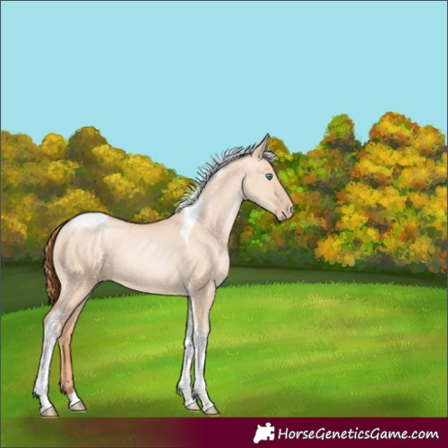 Horse Color:Classic Champagne Pearl Dun Sabino Tobiano