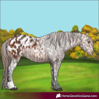 Horse Color:Bay Appaloosa and Bay Appaloosa