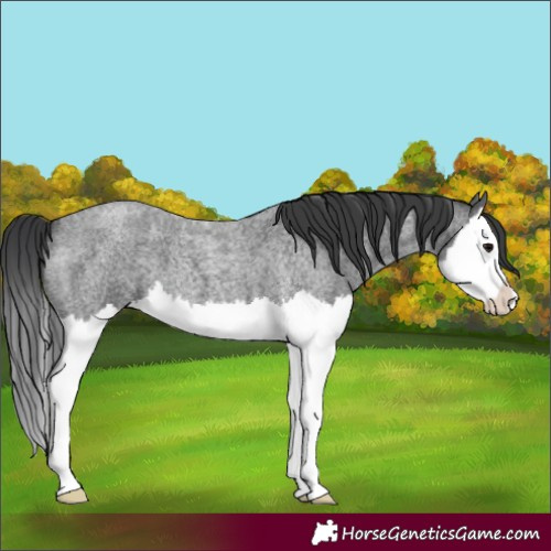 Horse Color:Blue Roan Splash 