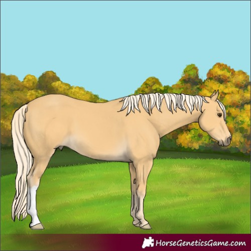 Horse Color:Palomino 