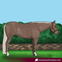 Horse Color:Silver Black Rabicano