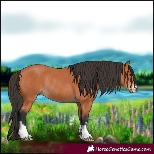 Horse Color:Bay Rabicano 