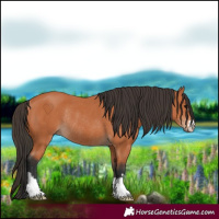 Horse Color:Bay Rabicano 