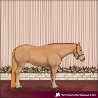 Horse Color:Chestnut Rabicano 